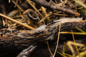 Ant pest control services